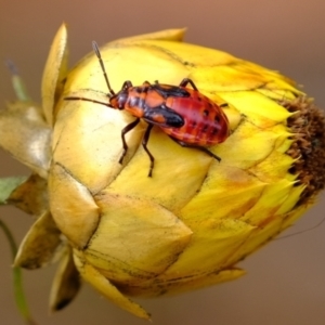 Pyrrhocoridae (family) at Coree, ACT - 30 Jan 2022