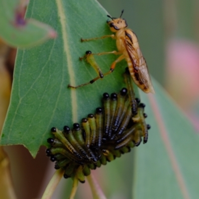 Pseudoperga lewisii (A Sawfly) at Coree, ACT - 30 Jan 2022 by Kurt