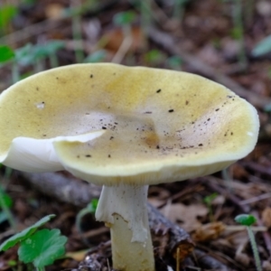 Amanita phalloides at Coree, ACT - 30 Jan 2022 01:12 PM