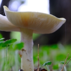 Amanita phalloides at Coree, ACT - 30 Jan 2022 01:12 PM