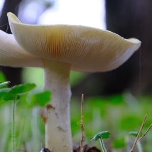 Amanita phalloides at Coree, ACT - 30 Jan 2022 01:12 PM