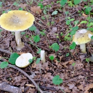 Amanita phalloides at Coree, ACT - 30 Jan 2022 01:12 PM