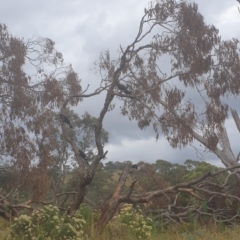 Zanda funerea (Yellow-tailed Black-Cockatoo) at Googong Foreshore - 30 Jan 2022 by HannahWindley