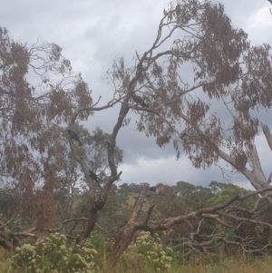 Zanda funerea at Burra, NSW - 30 Jan 2022 07:06 PM