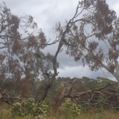 Zanda funerea at Burra, NSW - 30 Jan 2022 07:06 PM