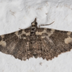 Pasiphilodes testulata at Melba, ACT - 17 Nov 2021 11:14 PM