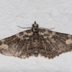 Pasiphilodes testulata at Melba, ACT - 17 Nov 2021