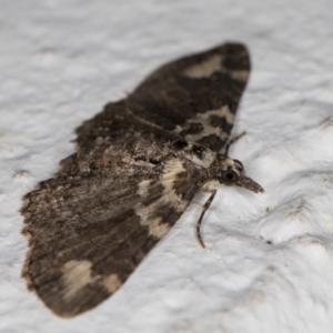 Pasiphilodes testulata at Melba, ACT - 17 Nov 2021