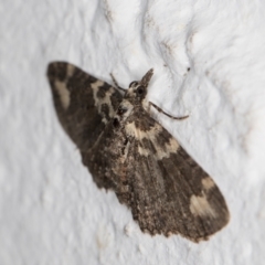 Pasiphilodes testulata at Melba, ACT - 17 Nov 2021 11:14 PM