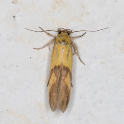 Stathmopoda crocophanes (Yellow Stathmopoda Moth) at Melba, ACT - 17 Nov 2021 by kasiaaus