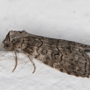 Calathusa sp nr dispila at Melba, ACT - 17 Nov 2021