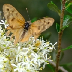 Heteronympha merope (Common Brown Butterfly) at Coree, ACT - 30 Jan 2022 by Kurt