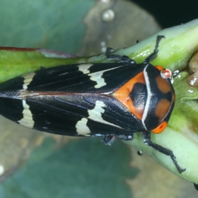 Eurymeloides pulchra (Gumtree hopper) at Ainslie, ACT - 29 Jan 2022 by jbromilow50