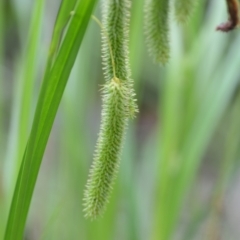 Carex fascicularis (Tassel Sedge) at Wamboin, NSW - 26 Nov 2021 by natureguy