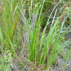 Carex fascicularis at Wamboin, NSW - 26 Nov 2021