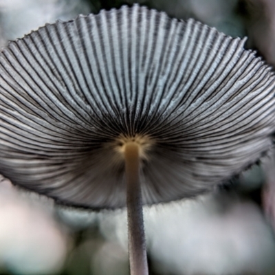 Coprinellus etc. (An Inkcap) at Hackett, ACT - 30 Jan 2022 by sbittinger