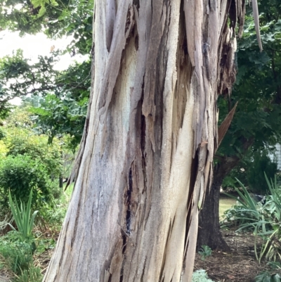 Eucalyptus leucoxylon (Yellow Gum) at Queanbeyan, NSW - 31 Jan 2022 by Neil.sloan13@icloud.com