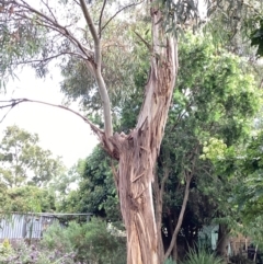 Eucalyptus leucoxylon at Queanbeyan, NSW - 31 Jan 2022