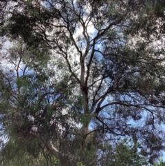 Eucalyptus leucoxylon at Queanbeyan, NSW - 31 Jan 2022