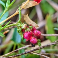 Einadia nutans (Climbing Saltbush) at Hackett, ACT - 31 Jan 2022 by sbittinger