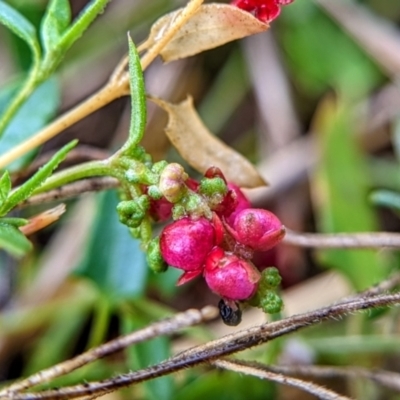 Einadia nutans (Climbing Saltbush) at Hackett, ACT - 30 Jan 2022 by sbittinger