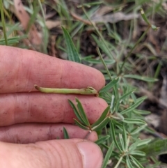 Lotus australis at Watson, ACT - 31 Jan 2022