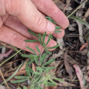 Lotus australis at Watson, ACT - 31 Jan 2022