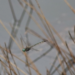 Hemicordulia australiae (Australian Emerald) at Goulburn Wetlands - 29 Jan 2022 by Rixon