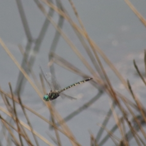 Hemicordulia australiae at Goulburn, NSW - 30 Jan 2022 09:04 AM