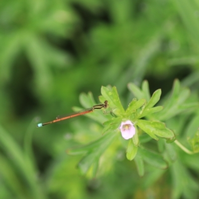 Ischnura aurora (Aurora Bluetail) at Goulburn Wetlands - 29 Jan 2022 by Rixon