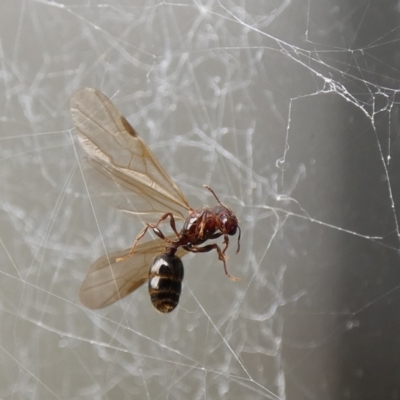 Myrmicinae (subfamily) at McKellar, ACT - 28 Jan 2022 by Birdy