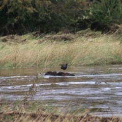 Gallinula tenebrosa (Dusky Moorhen) at Kingsdale, NSW - 30 Jan 2022 by Rixon