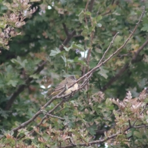 Acanthiza chrysorrhoa at Baw Baw, NSW - 30 Jan 2022