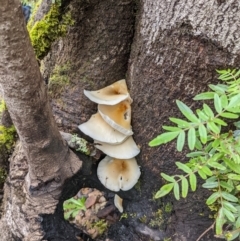 Unidentified Fungus at Monga, NSW - 30 Jan 2022 by HelenCross