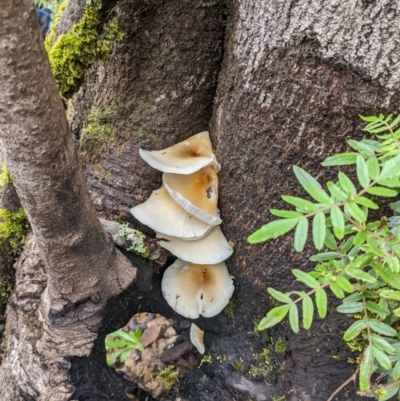 Unverified Fungus at Monga, NSW - 30 Jan 2022 by HelenCross