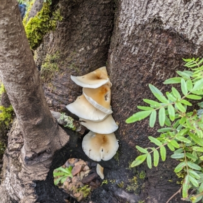 Unidentified Cup or disk - with no 'eggs' at Monga, NSW - 30 Jan 2022 by HelenCross