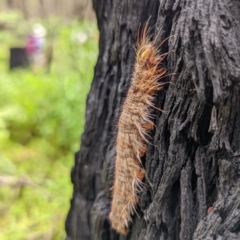 Porela (genus) (A porela moth) at Mongarlowe River - 30 Jan 2022 by HelenCross