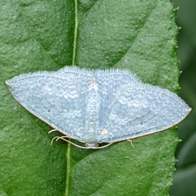 Poecilasthena thalassias (Sea-blue Delicate) at Mongarlowe River - 29 Jan 2022 by HelenCross