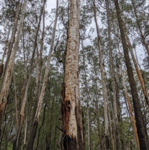 Eucalyptus fraxinoides at QPRC LGA - 30 Jan 2022