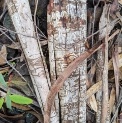 Eucalyptus fraxinoides at QPRC LGA - 30 Jan 2022