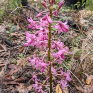 Dipodium roseum at Monga, NSW - 30 Jan 2022