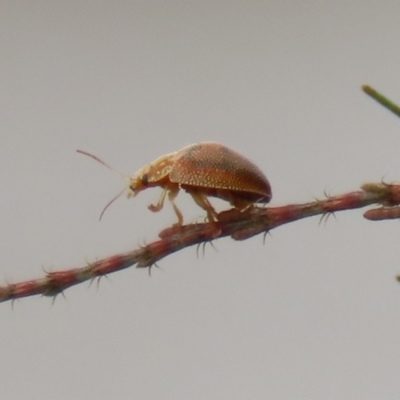 Paropsis atomaria (Eucalyptus leaf beetle) at Hume, ACT - 30 Jan 2022 by RodDeb