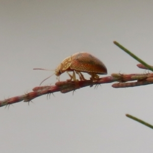 Paropsis atomaria at Hume, ACT - 30 Jan 2022