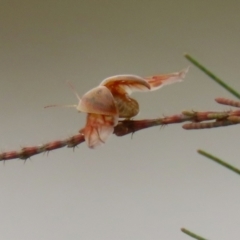 Paropsis atomaria at Hume, ACT - 30 Jan 2022