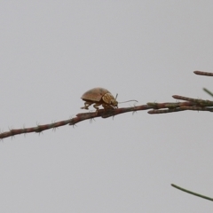 Paropsis atomaria at Hume, ACT - 30 Jan 2022 02:52 PM