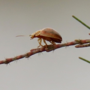 Paropsis atomaria at Hume, ACT - 30 Jan 2022