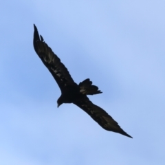 Aquila audax (Wedge-tailed Eagle) at Mulloon, NSW - 25 Jan 2022 by jbromilow50