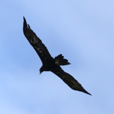 Aquila audax (Wedge-tailed Eagle) at Mulloon, NSW - 25 Jan 2022 by jbromilow50