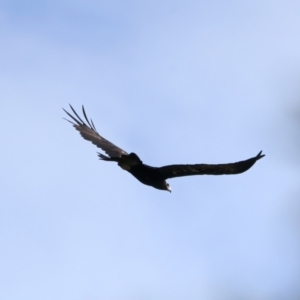 Aquila audax at Mulloon, NSW - 25 Jan 2022