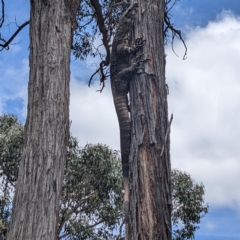 Varanus varius at Lower Boro, NSW - 27 Jan 2022